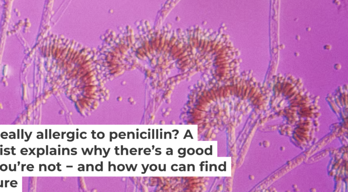 Penicillin is a substance produced by penicillium mold. About 80% of people with a penicillin allergy will lose the allergy after about 10 years. Clouds Hill Imaging Ltd./Corbis Documentary via Getty Images